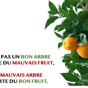 CE N’EST PAS UN BON ARBRE QUI PORTE DU MAUVAIS FRUIT, NI UN MAUVAIS ARBRE QUI PORTE DU BON FRUIT