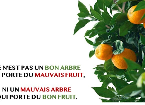 CE N’EST PAS UN BON ARBRE QUI PORTE DU MAUVAIS FRUIT, NI UN MAUVAIS ARBRE QUI PORTE DU BON FRUIT